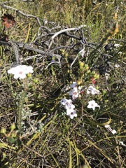 Adenandra brachyphylla