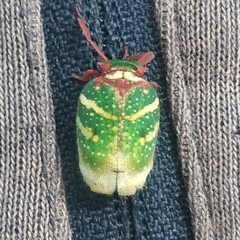 Eurybrachys