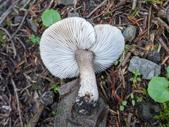 Tricholoma squarrulosum
