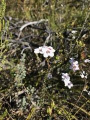 Adenandra brachyphylla
