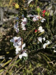 Adenandra brachyphylla