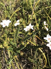 Adenandra brachyphylla