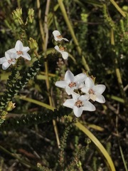 Adenandra brachyphylla