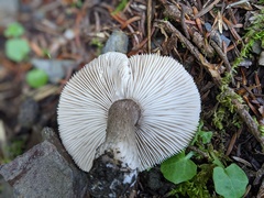 Tricholoma squarrulosum