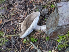 Tricholoma squarrulosum