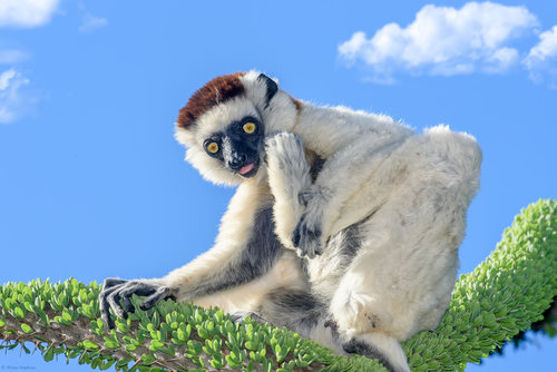 Verreaux's Sifaka