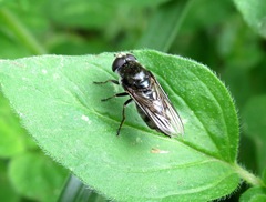 Cheilosia gigantea