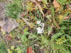 Achillea millefolium
