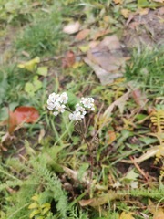 Achillea millefolium