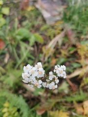 Achillea millefolium