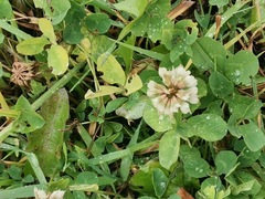 Trifolium repens