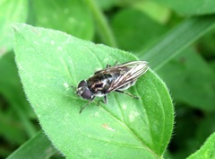 Cheilosia gigantea