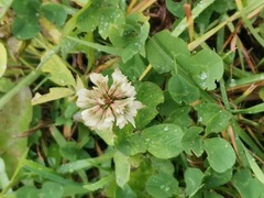 Trifolium repens