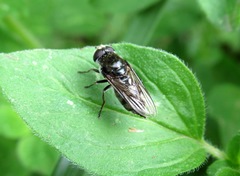 Cheilosia gigantea
