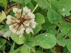 Trifolium repens