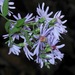 Heart-leaf Panicled Asters - Photo (c) mjpapay, some rights reserved (CC BY), uploaded by mjpapay
