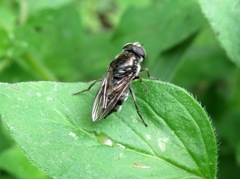 Cheilosia gigantea