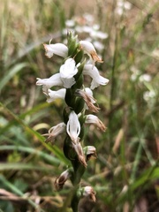 Spiranthes bightensis