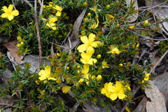 Hibbertia exutiacies