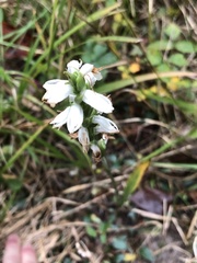 Spiranthes bightensis