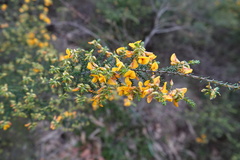 Pultenaea graveolens