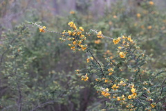 Pultenaea graveolens