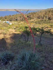 Puya coerulea