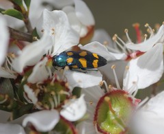 Castiarina bicolor