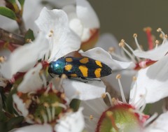Castiarina bicolor