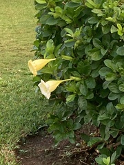 Solandra