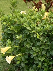 Solandra