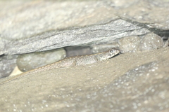 Potamites strangulatus