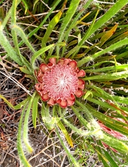 Protea denticulata