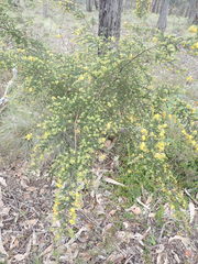 Pultenaea graveolens