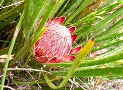 Protea denticulata