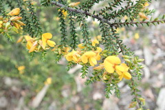 Pultenaea graveolens