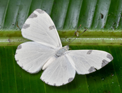 Hermathena candidata