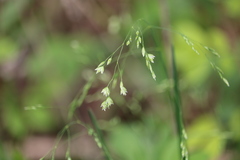 Poa wolfii