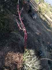 Puya coerulea