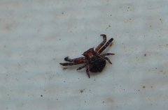 Thomisus scrupeus