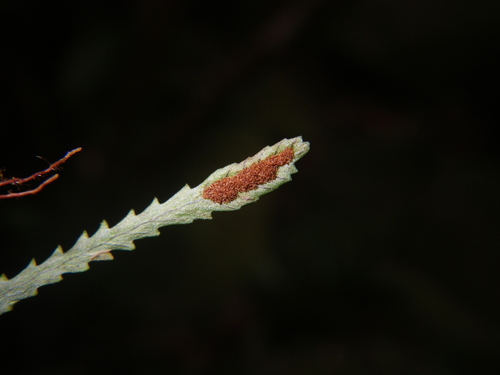 Cochlidium serrulatum image