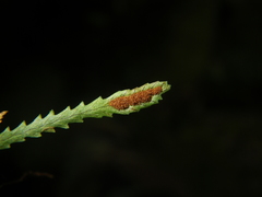 Cochlidium serrulatum image