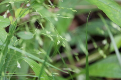 Poa wolfii