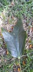 Brachychiton acerifolius