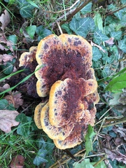 Phaeolus schweinitzii