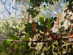 Ceratonia siliqua
