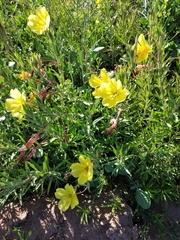 Oenothera affinis