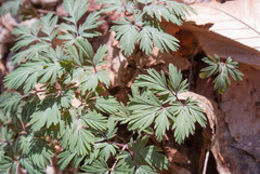 Dicentra