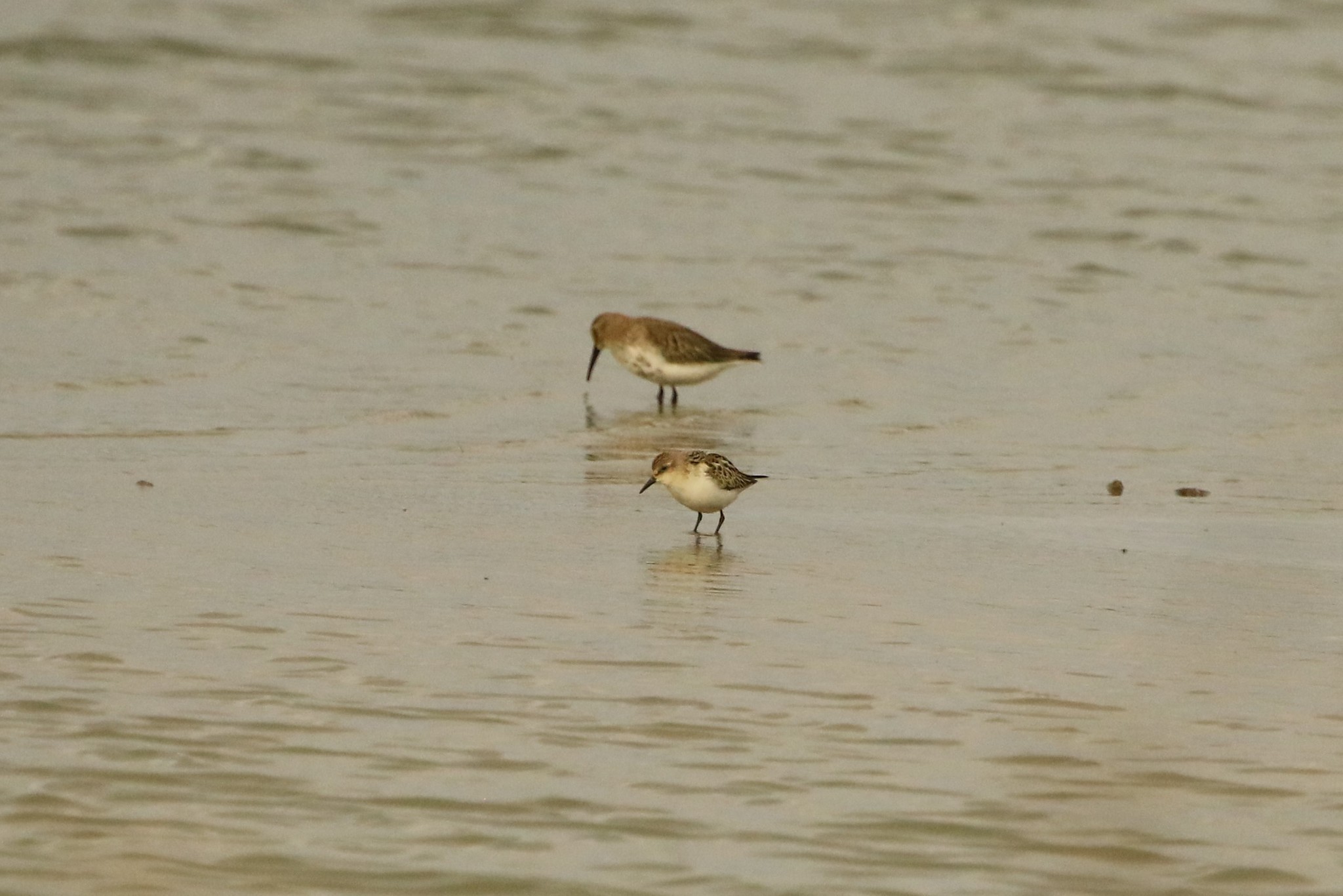 Little Stint