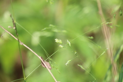 Poa wolfii